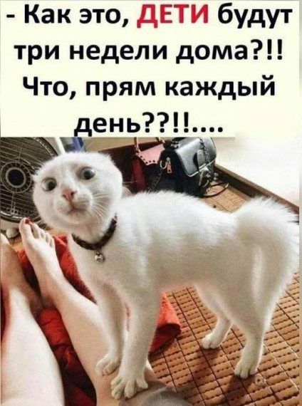 Как это _ _ будут три недели дома Что прям каждый