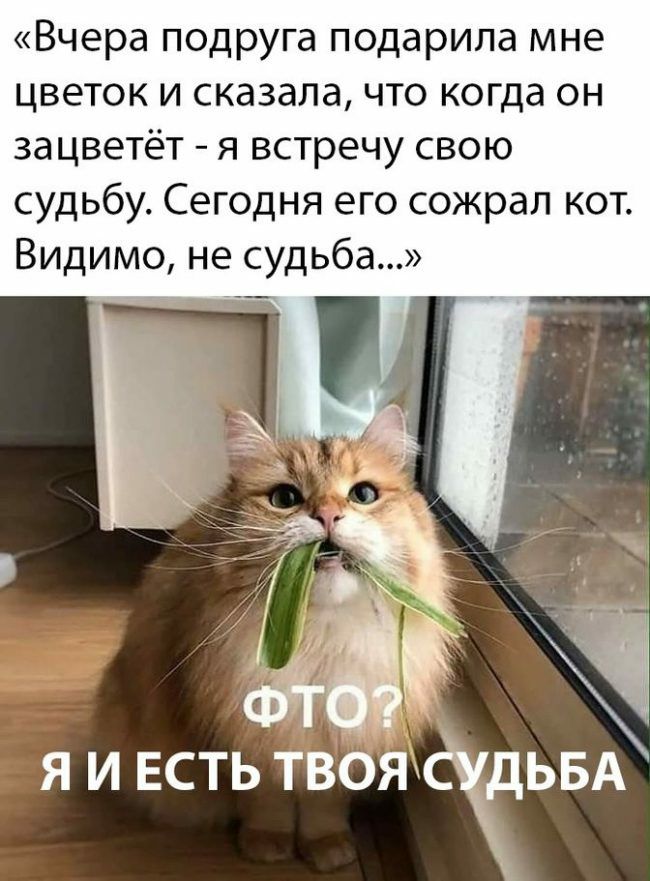 Вчера подруга подарила мне цветок и сказала что когда он ЗдЦВЁТёТ Я встречу СВОЮ судьбу Сегодня его сожрал кот Видимо не судьба я и ЕСТЬ твоясцьв