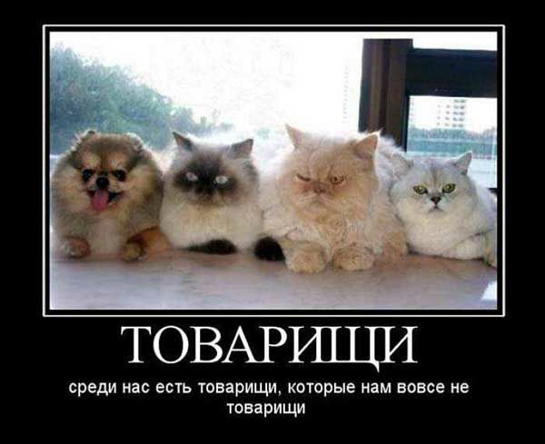 ТОВАРИЩИ СРЕДИ нас есть товарищи КОТОРЫЕ нам вовсе не товарищи