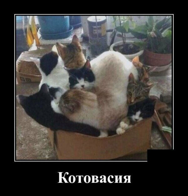 Котовасия