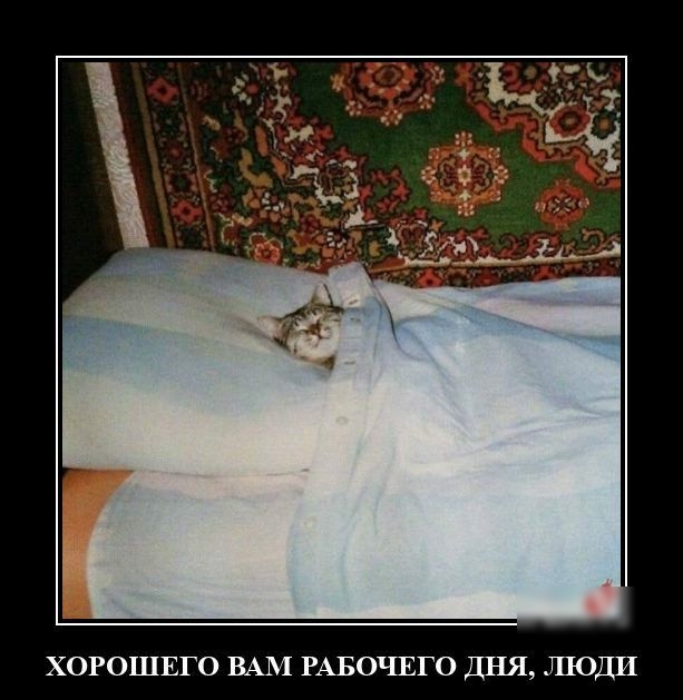 ХОРОШЕГО ВАМ РАБОЧЕГО ДНЯ ШОДИ