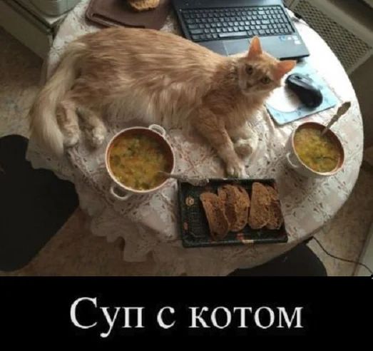 Суп с котом