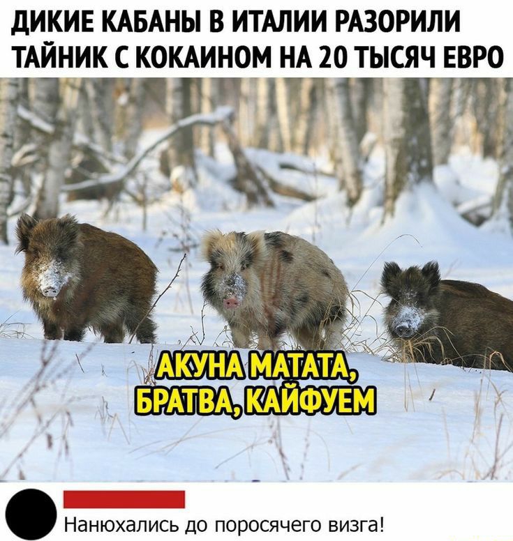 ДИКИЕ КАБАНЫ В ИТАЛИИ РАЗОРИЛИ ТАЙНИК С КОКАИНОМ НА 20 ТЫСЯЧ ЕВРО 1 Нанюхались до поросячего визга
