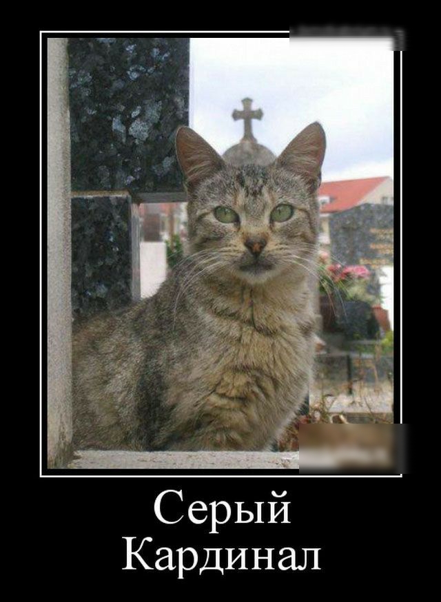 Серый Кардинал