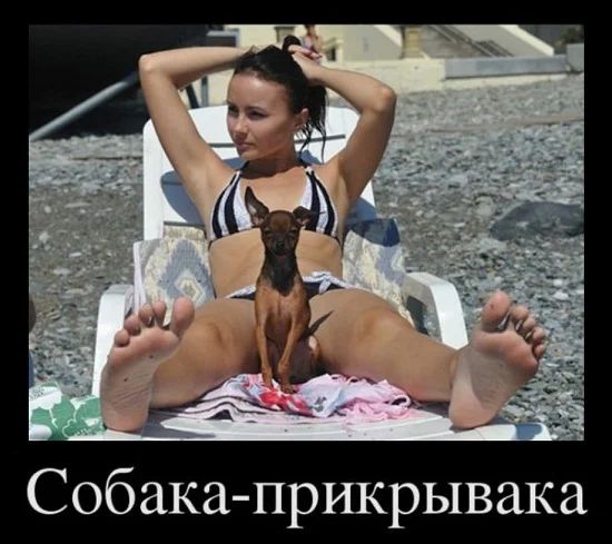 Собака прикрывака