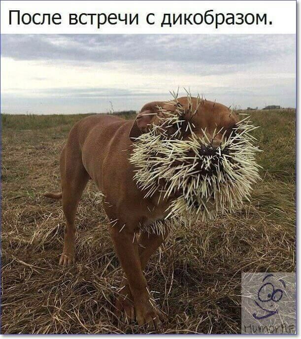 После встречи с дикобразом