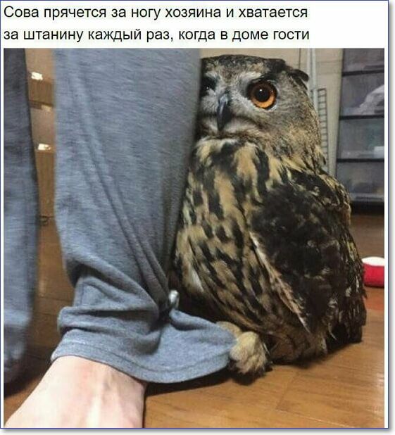 Сова прячется за ногу хозяина и хватается за штанину каждый раз когда в доме гости