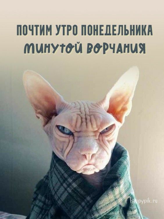 Почтим утро понедельника мунутой ворчания