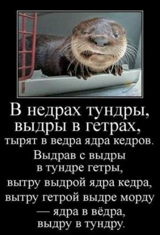В недрах тундры выдры в гетрах тырят ведра ядра кедров Выдрав выдры в тундре гетры вытру выдрой ядра кедра вытру трой выдре морду ядра в вёдра выдру В тундру