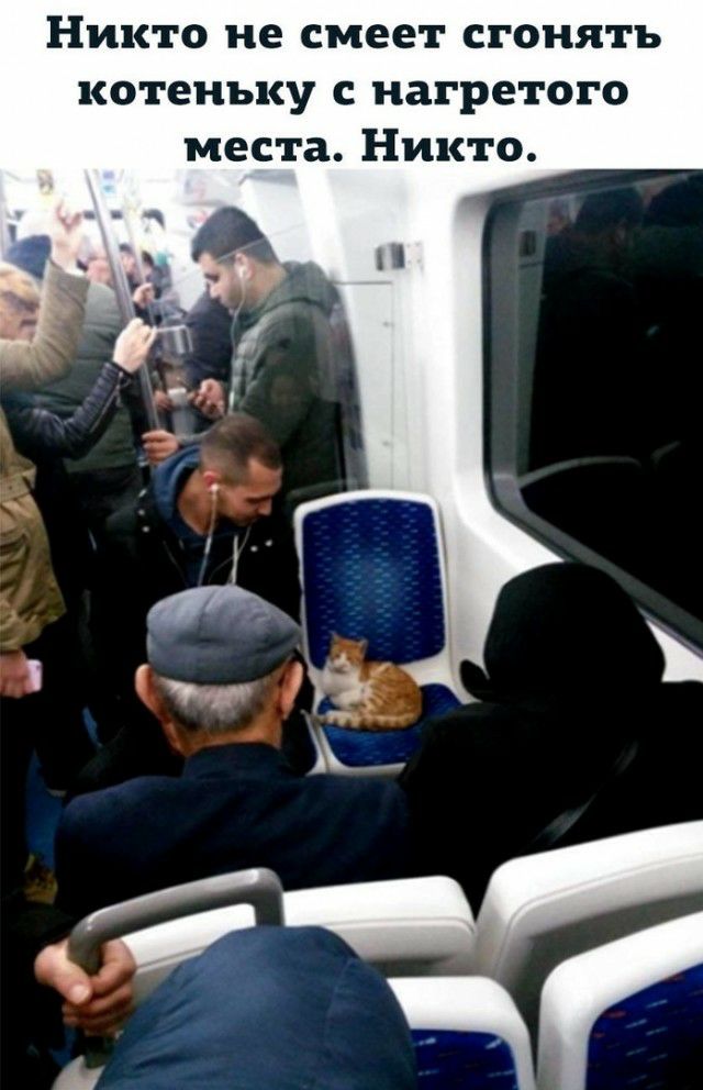 Никто не смеет сгонять котенъку нагретого места Никто