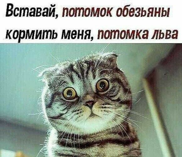 Вставай потомок обезьяны КО МИШЬ МЕНЯ отомка ЛЬВЗ