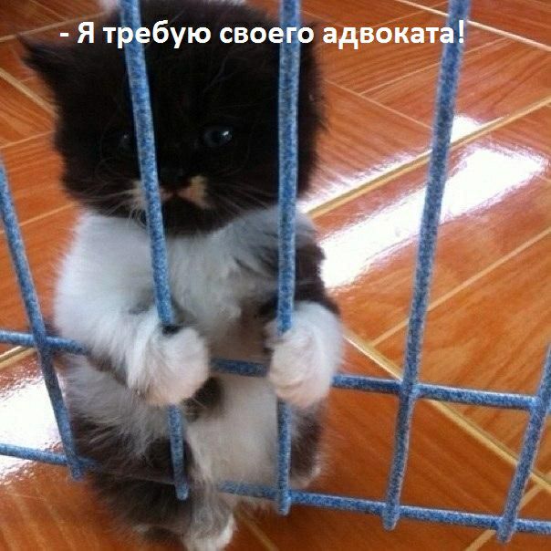 Ва р й т  я тр'ёбую свое: адвоката!  ! Ае » : ё '   : о: