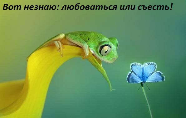 от незнаю любоваться или съесть