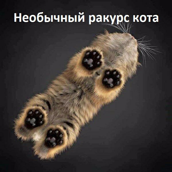 г кота