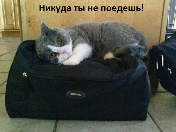 Никуда ты не поедешь