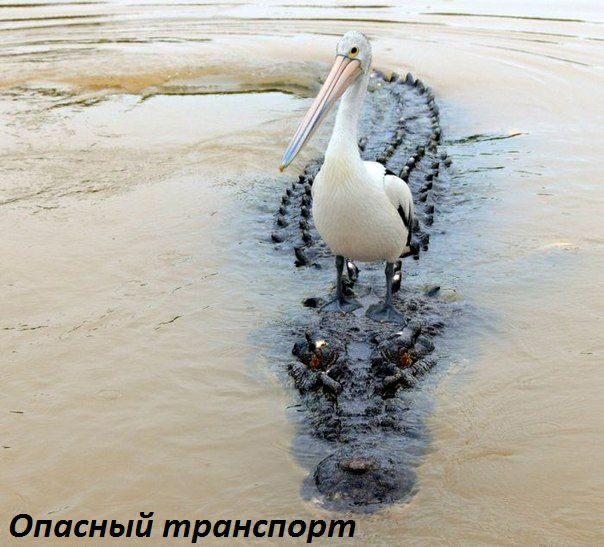 Огіасный трансп