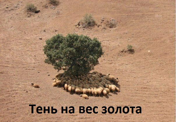 Тёнь на вес ЗОЛОта