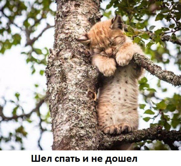 Шел СПЭТЬ И не дошел