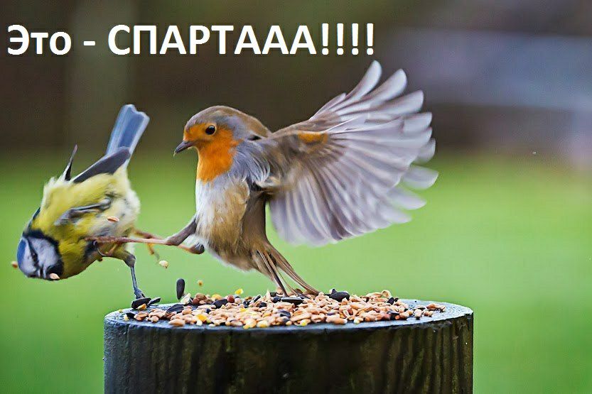 Это СПАРТААА