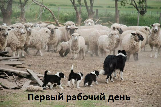 Первыи рабочии де