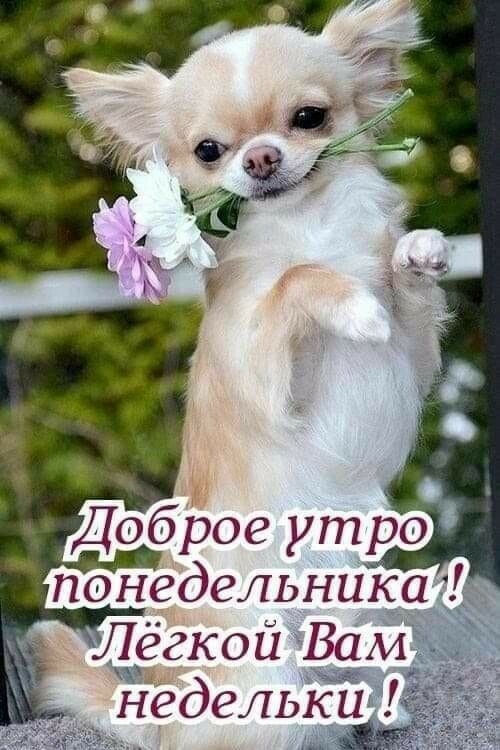 Ь Доброе утро понедельниіса Лёгкой Вам _ в__ Нёдельк