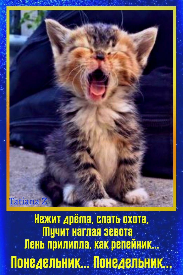 Тагіапа НВЖНТ АПЁШБ БПБТЬ ЦХПТБ ШНЧНТ наглая ЗВВПТЗ ЛЕНЬ ППНЛНПЛЕ КНК ПЕПЕНННЮ Понедепьйик Понедельник