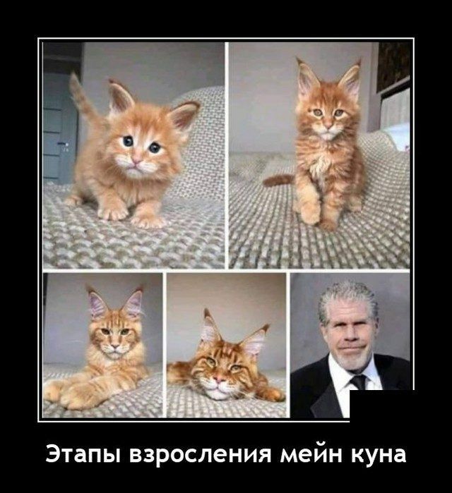 Этапы взросления мейн куна