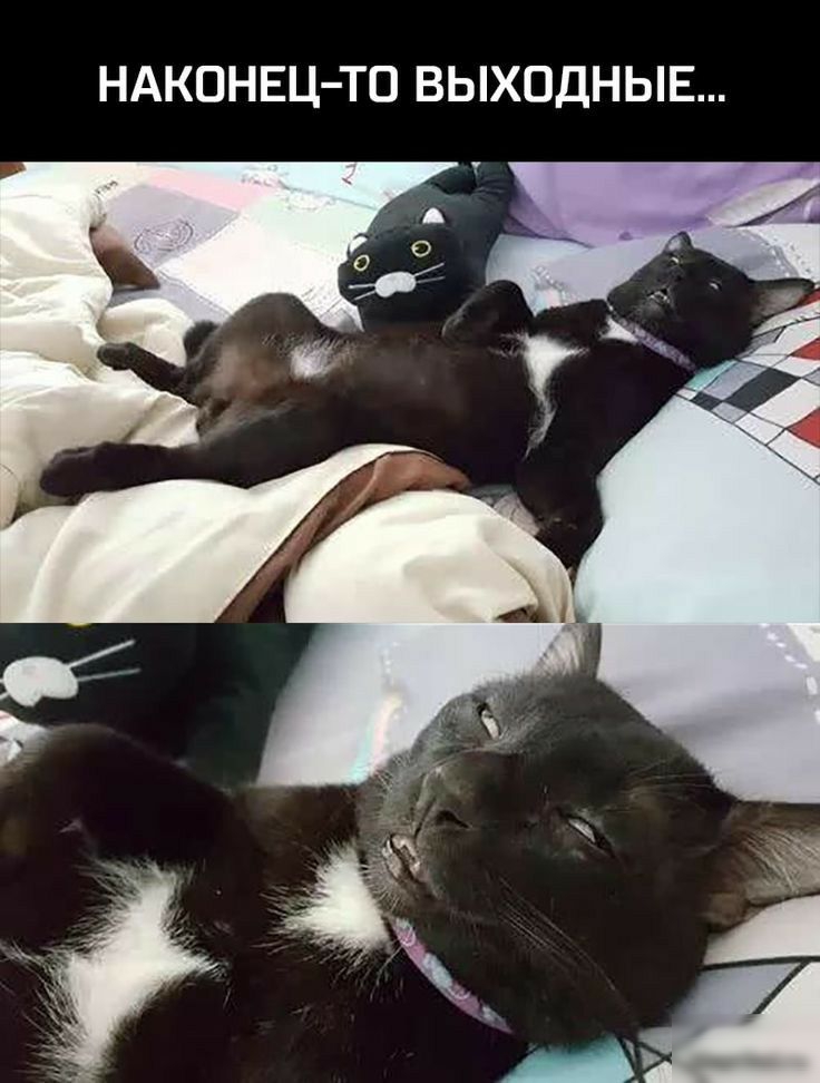 НАКОНЕЦ ТО ВЫХОДНЫЕ
