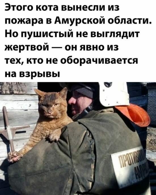 Этого кота вынесли из пожара в амурской области. Но пушистый не выглядит жертвой  он явно из тех, кто не оборачивается на взрывы