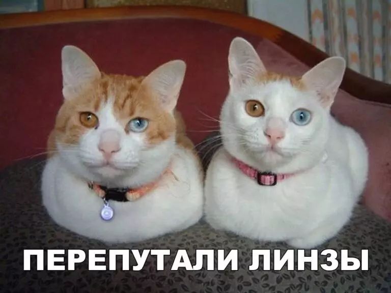 ПЕРЕПУТАПИ ЛИНЗЫ