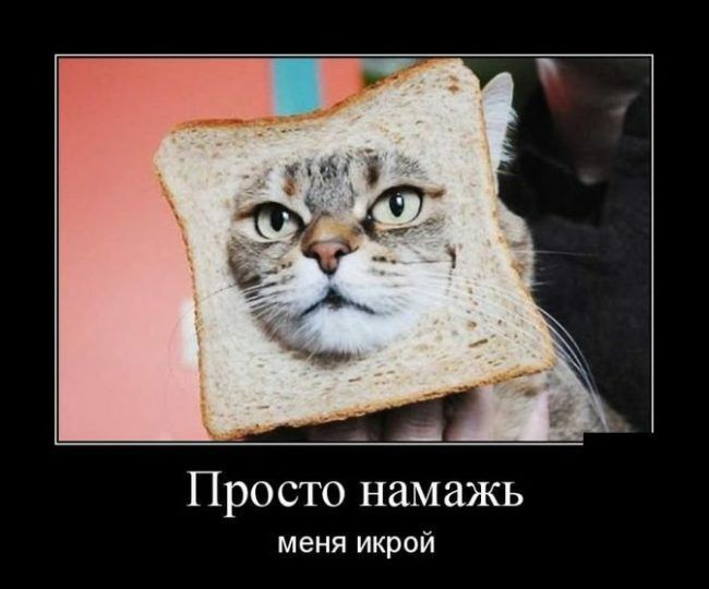 _ Просто намажь меня икрой