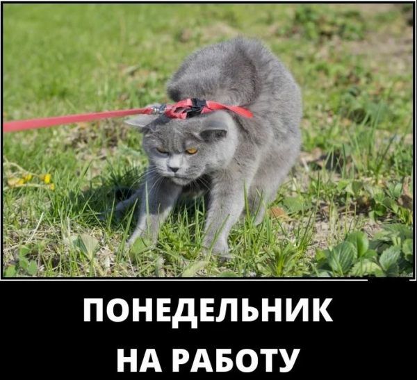 ПОНЕДЕЛЬНИК НА РАБОТУ