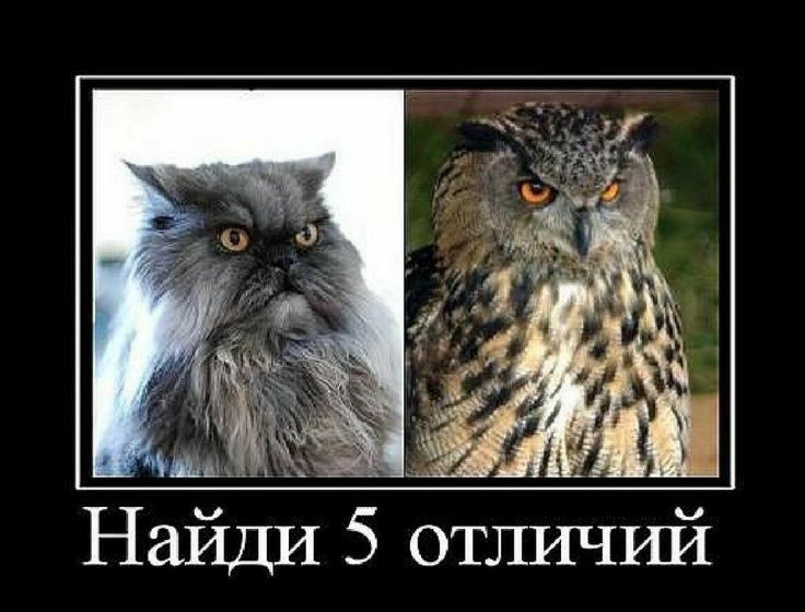 Ща Найди 5 отличшй