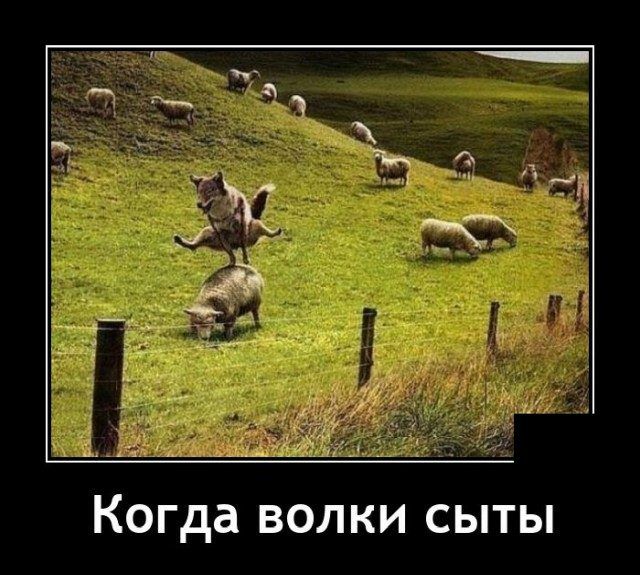 Когда волки сыты