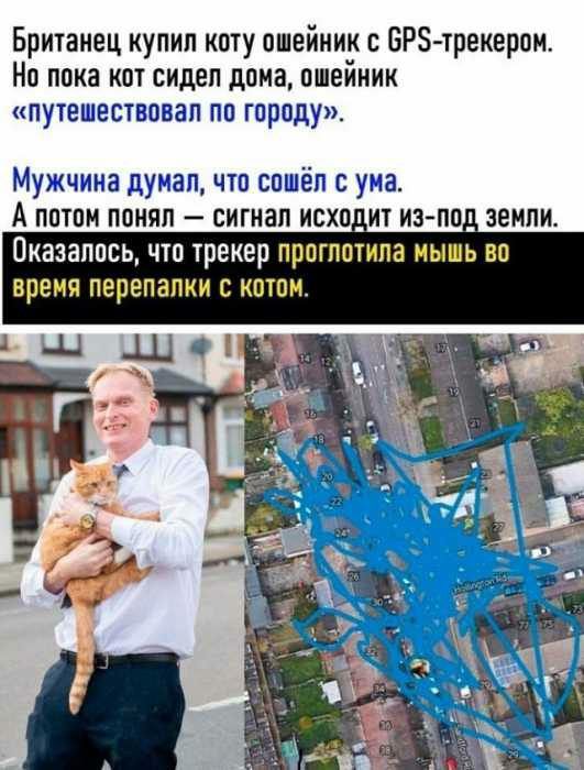Британец купип коту ошейник БРЗ трекером Но пока кот сидеп дома пшейник путешествовал по гпрпду Мужчина цумап что сошёл с у 13 А потом понял сигнал исх ит из по земли Оказалось что трекер перепад