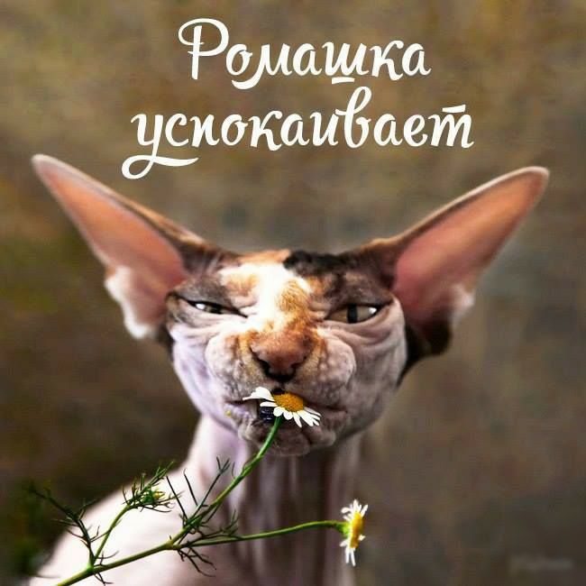 Решашт узкоКаиЁсьетТъ