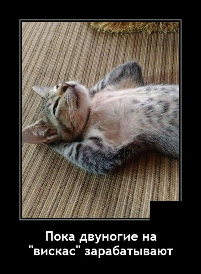 Пока двуногие на вискас зарабатывают