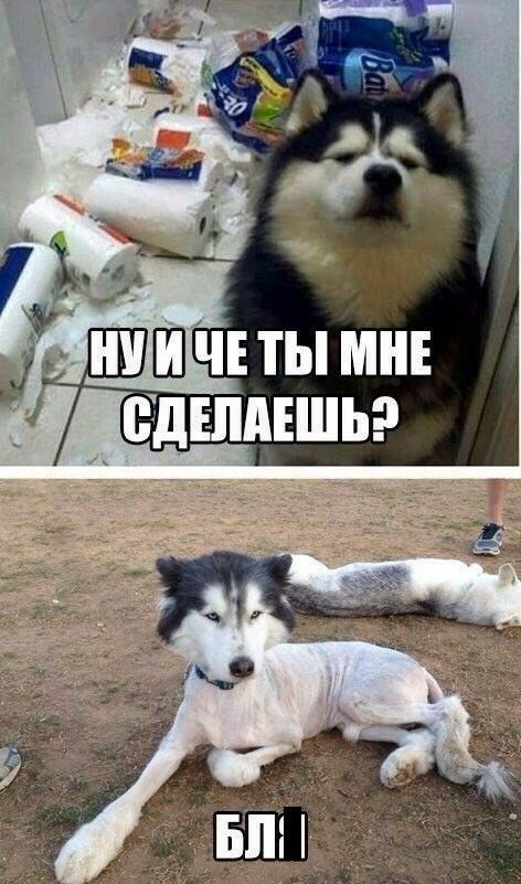 ядц ШЕЧТЫ мн