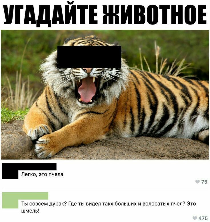 УПЩДЙТЕ ЖИВПТНПЕ Легко это пчела Ты совсем дурак Где ты видел такх больших и волосатых пчел Это шмепь
