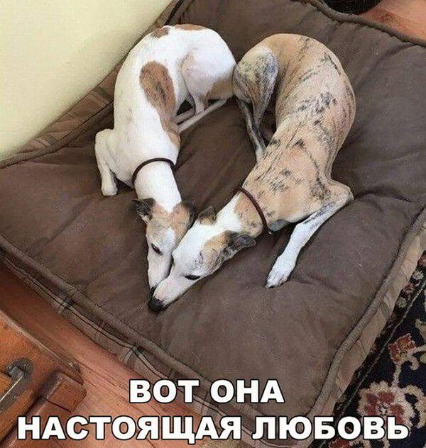 __вот ОНА ЩАя лювоввд