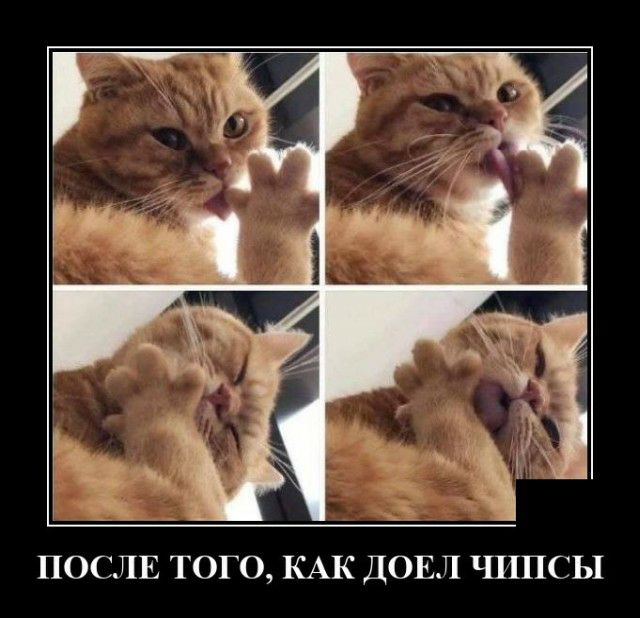 ПОСЛЕ ТОГО КАК ДОЕЛ ЧИПСЫ