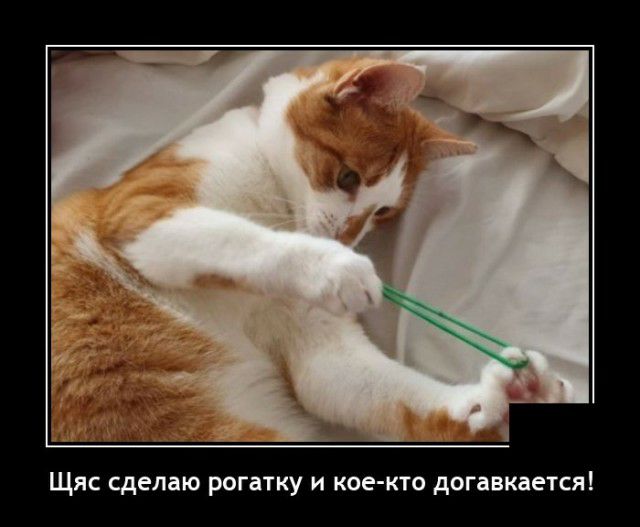 ЩЯС сделаю рогатку И КОЕ КТО догавкается