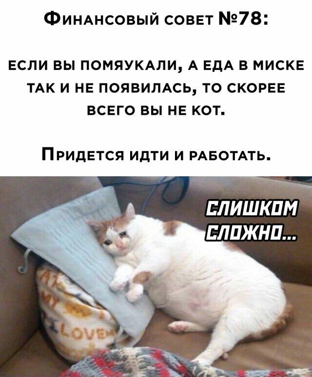 ФИНАнсовый совет 78 ЕСЛИ ВЫ ПОМЯУКАЛИ А ЕДА В МИСКЕ ТАК И НЕ ПОЯВИЛАСЬ ТО СКОРЕЕ ВСЕГО ВЫ НЕ КОТ ПРИДЕТСЯ ИдТИ И РАБОТАТЬ ЕЛИШКПМ ЛПЖНП