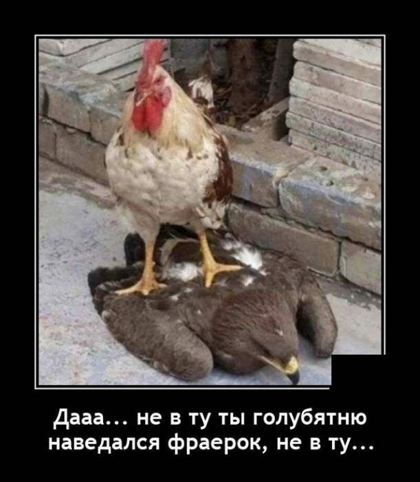 дааа не в ту ты голубятню наведался фраерок не в ту