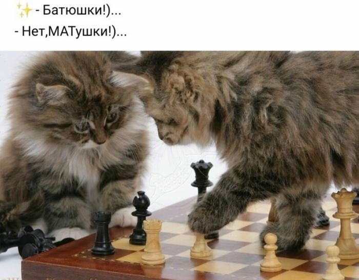 Батюшки НетМАТушки
