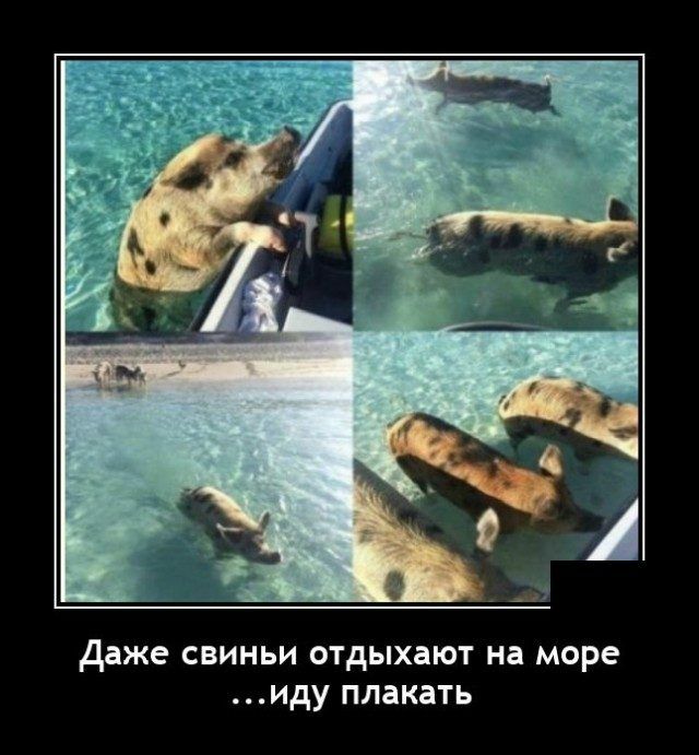 Даже СВИНЬИ ОТдЫХЗЮТ на море ИДУ ПЛЗКдТЬ