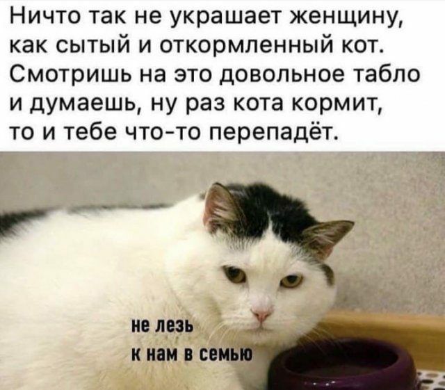 Ничто так не украшает женщину как сытый и откормленный кот Смотришь на это довольное табло и думаешь ну раз кота кормит то и тебе чтото перепадёт не ледь к или в сем