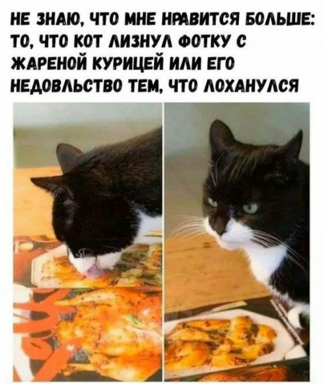нв зндю что мне нмвится Больше то что кот лизнул ФОТКУ с ждигной курицей или его нвдовльство тем что дохднудся