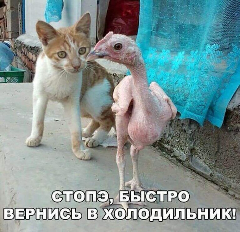 степа ыстро _ ВЕРНЮЬ вхелоцильнм иПЗП