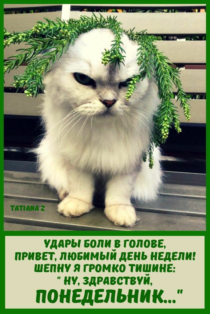 УДАРЫ Боли ГОЛОВЕ ПРИВЕТ лювимыи дЕнь НЕДЕЛИ ШЕПН Я ГРОМКО ТИЩИНЕ НУ 3дРдВСТВУИ ПОНЕДЕЛЬНИК